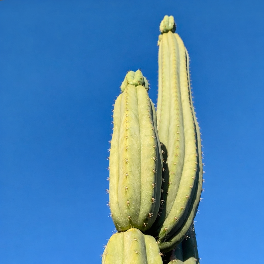 Trichocereus peruvianus hoge kolomvormige cactus met lichtgroene ribbels en kleine stekels tegen een blauwe lucht