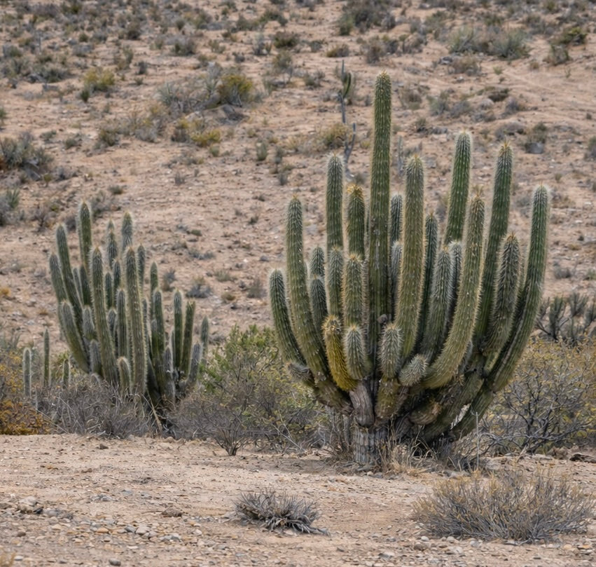 Trichocereus sp. tall columnar cactus with multiple green ribbed stems and spines