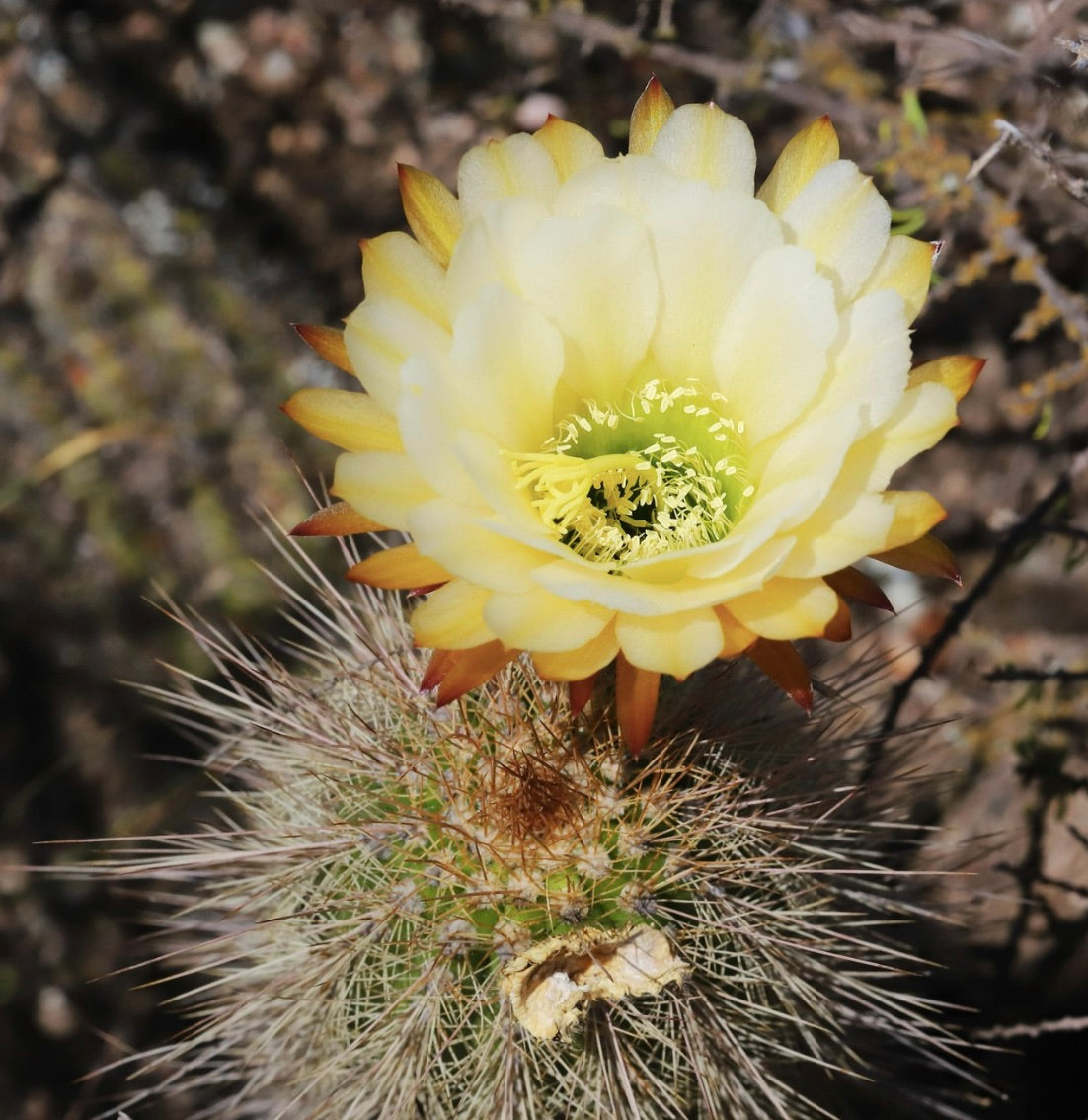 SEMI di Trichocereus strigosus