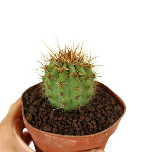 Trichocereus terscheckii small green cactus with long sharp brown spines in pot