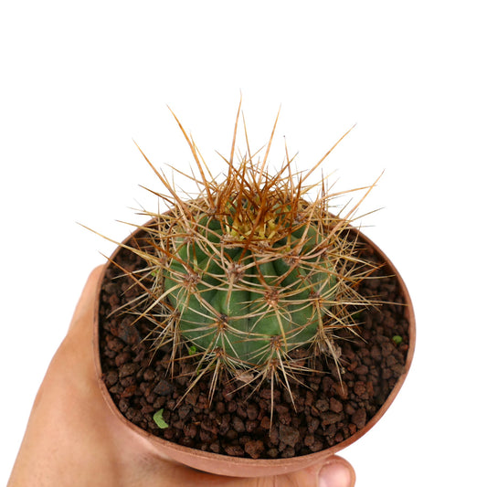 Trichocereus terscheckii small green cactus with long sharp brown spines in pot