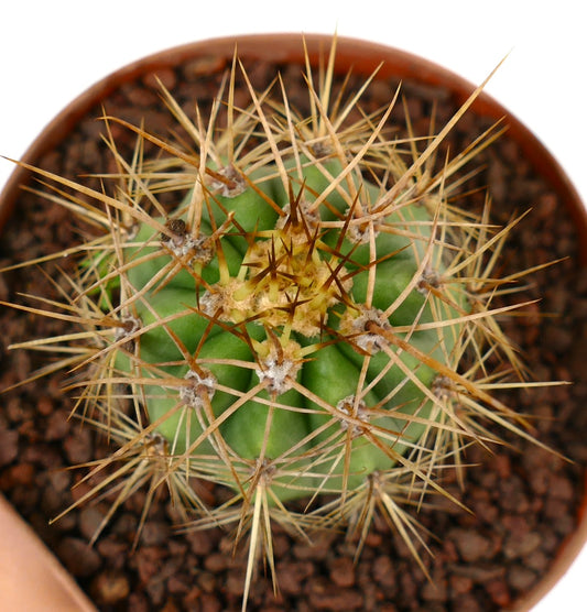Trichocereus terscheckii cactus with thick green stem and long sharp yellowish spines in pot