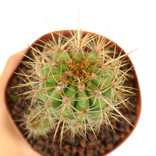 Trichocereus terscheckii succulent cactus with prominent long yellowish spines in terracotta pot