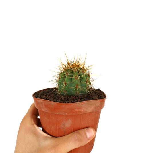 Trichocereus terscheckii small green cactus with long yellow spines in pot