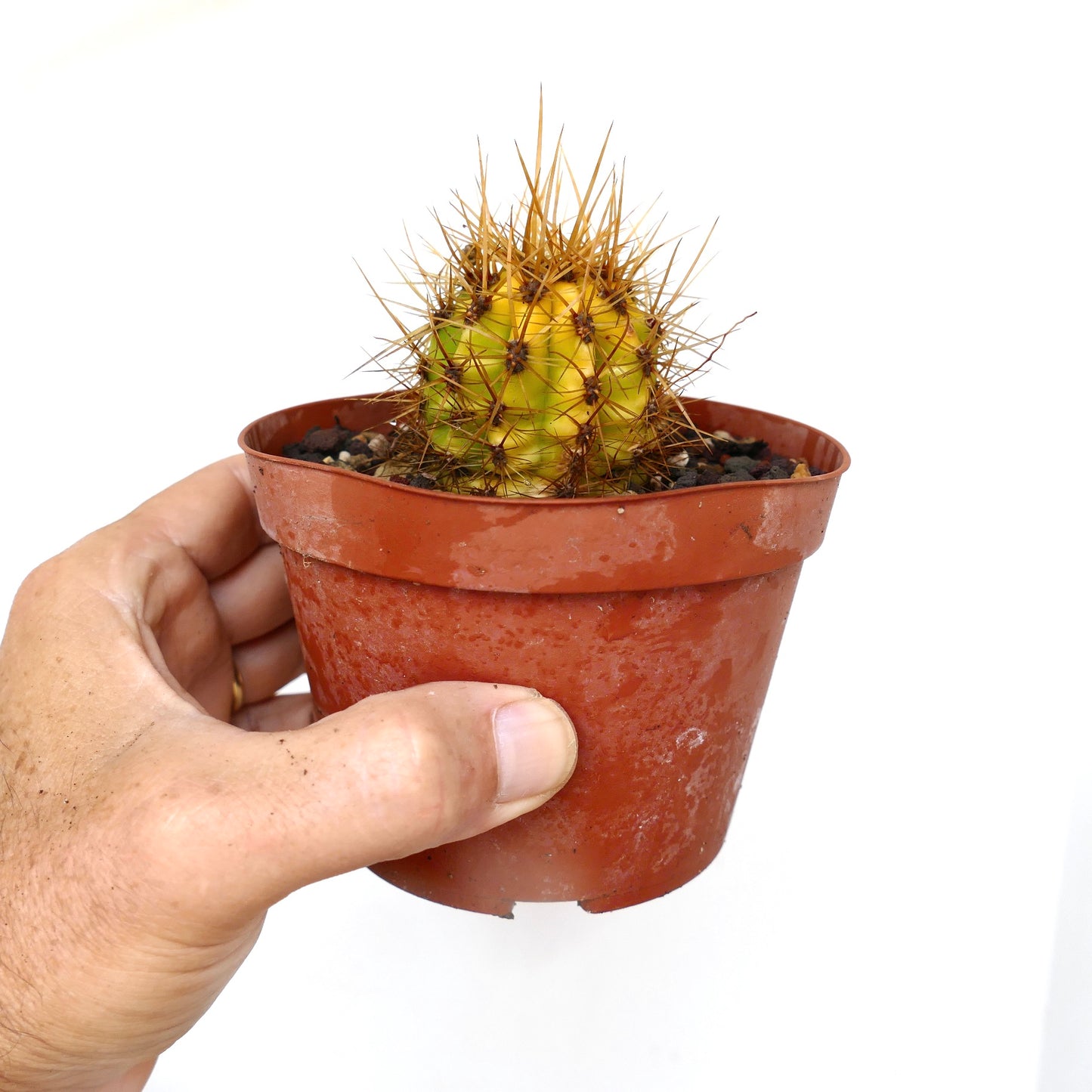 Trichocereus terscheckii small variegated cactus with yellow-green body and sharp spines in pot