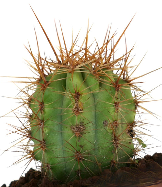 Trichocereus terscheckii succulent cactus with thick green ribs and long brown spines specimen