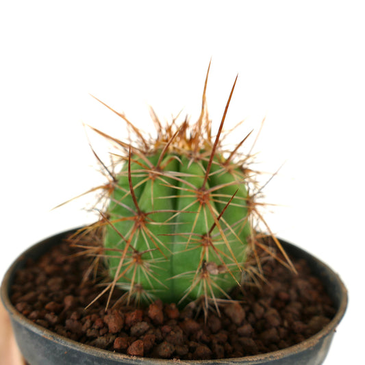 Trichocereus terscheckii small green cactus with long brown sharp spines in pot