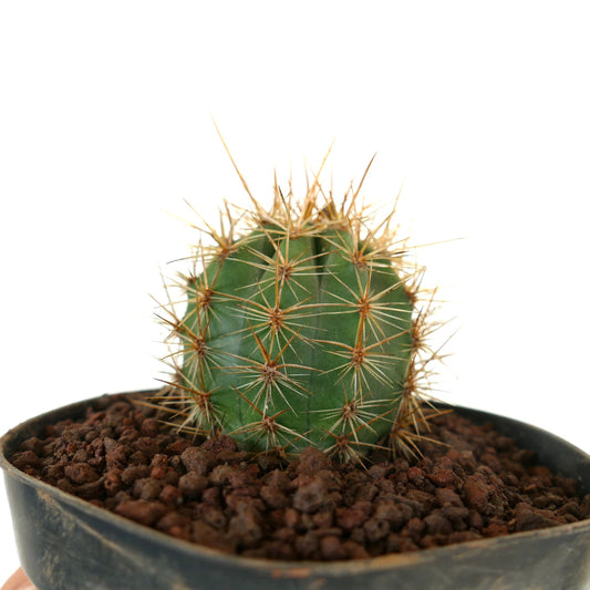 Trichocereus terscheckii small green cactus with long sharp yellowish spines in pot