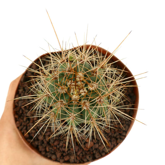 Trichocereus terscheckii cactus with dense long yellowish spines in small pot