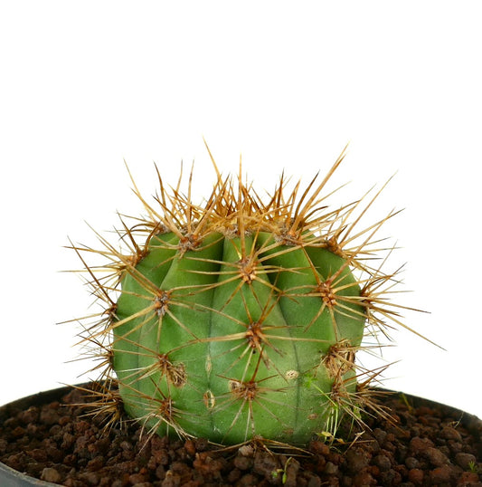 Trichocereus terscheckii small green cactus with long yellowish spines in pot