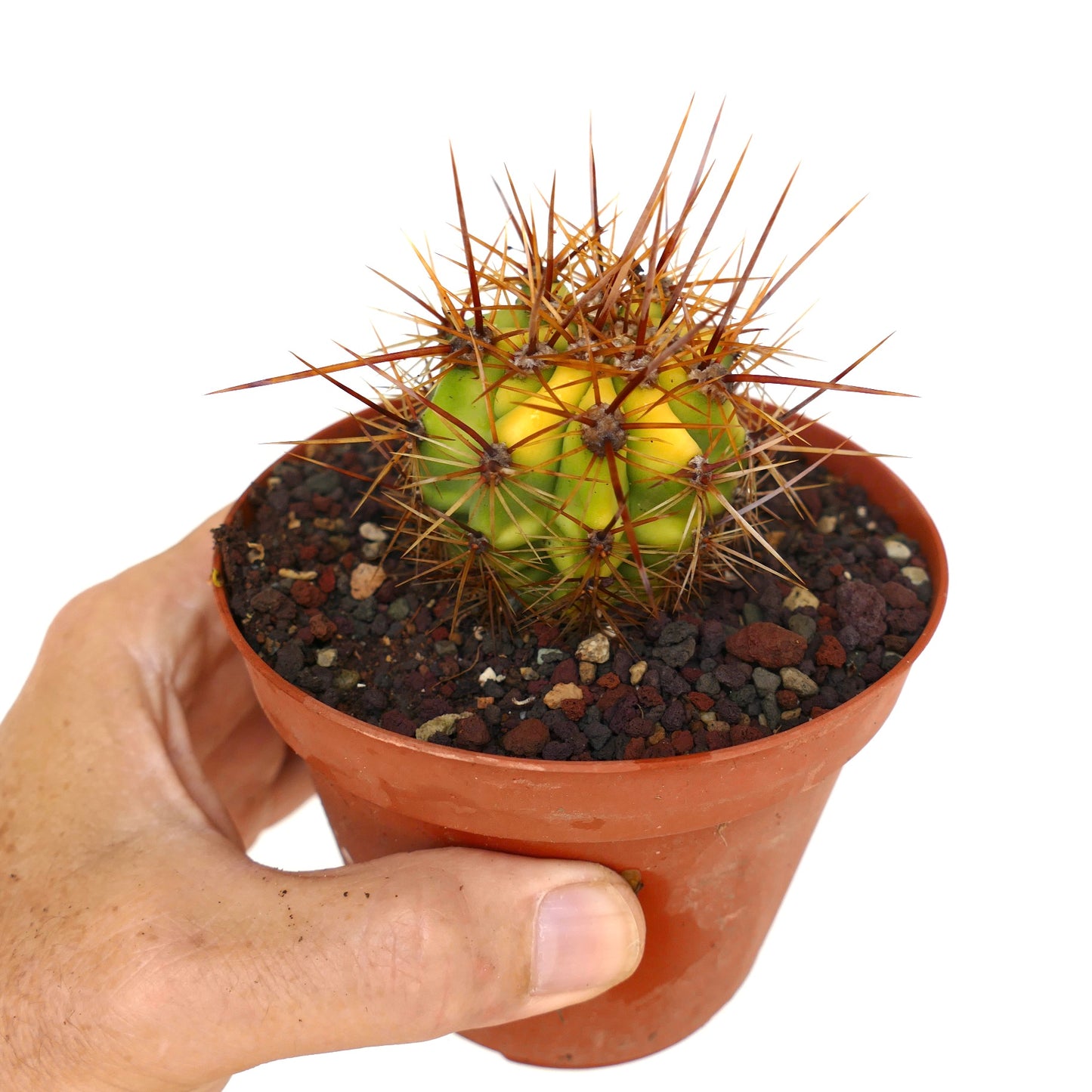Trichocereus terscheckii small variegated cactus with yellow-green body and long brown spines in pot