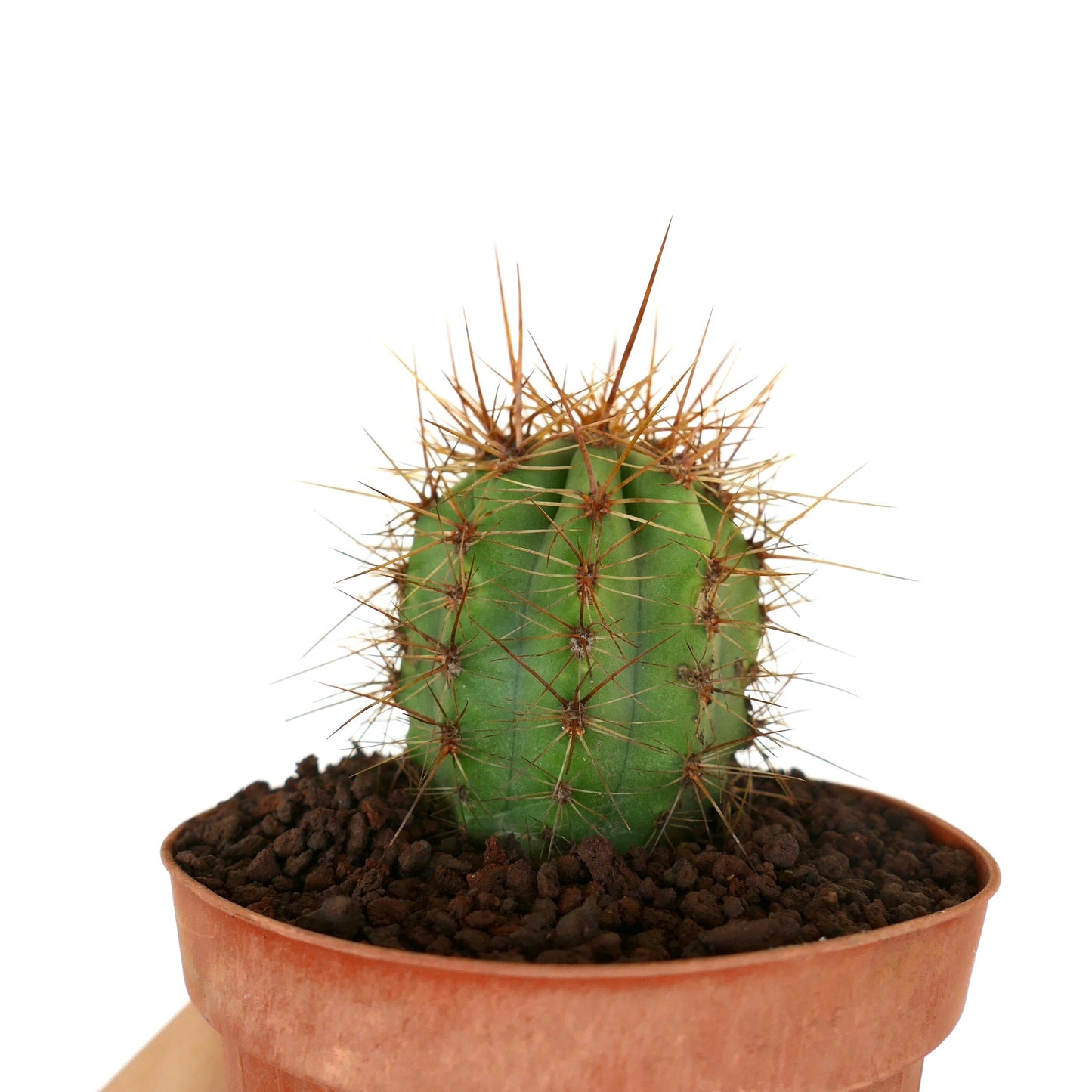 Trichocereus terscheckii small green cactus with long sharp brown spines in pot