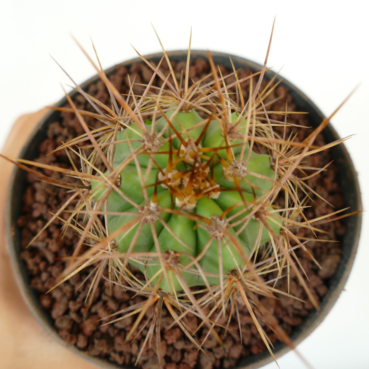 Trichocereus terscheckii succulent cactus with thick green ribs and long brown spines in pot