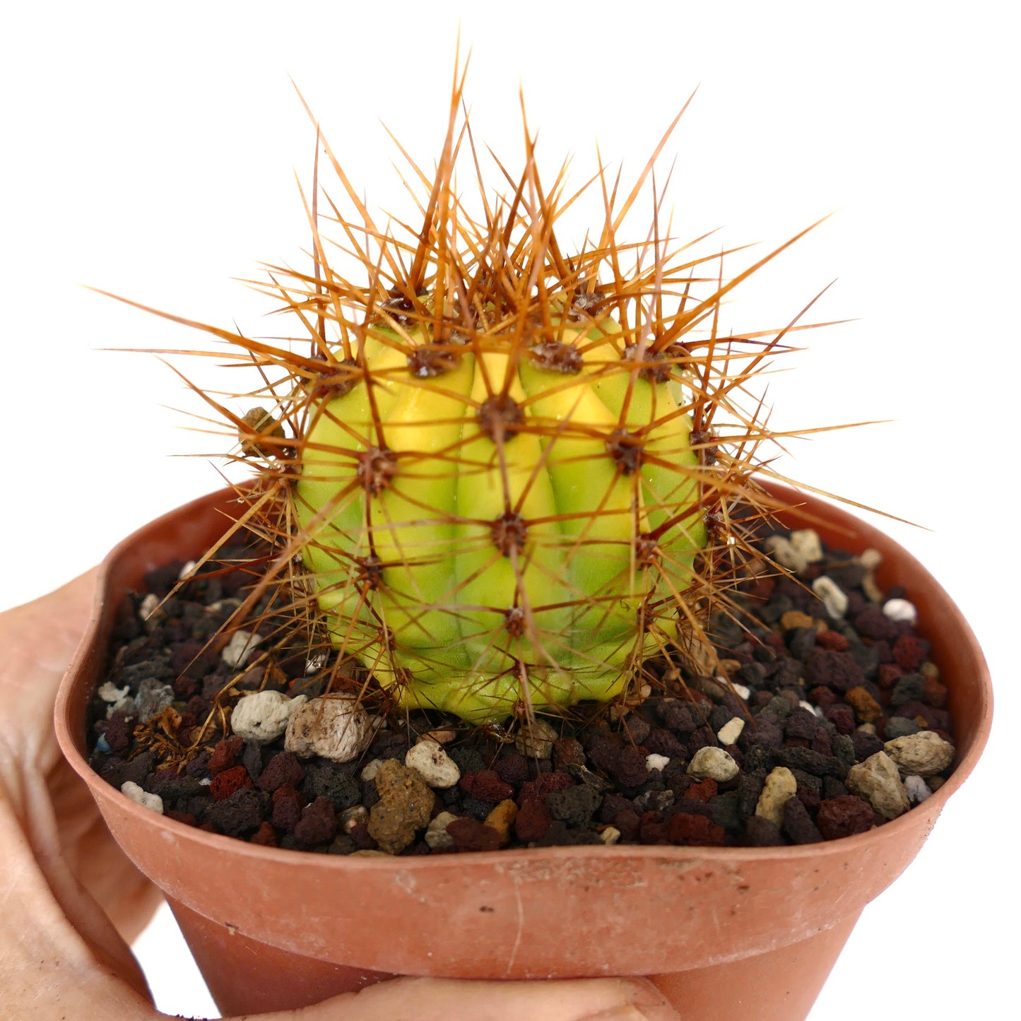 Trichocereus terscheckii small variegated cactus with yellow-green body and long brown spines in pot