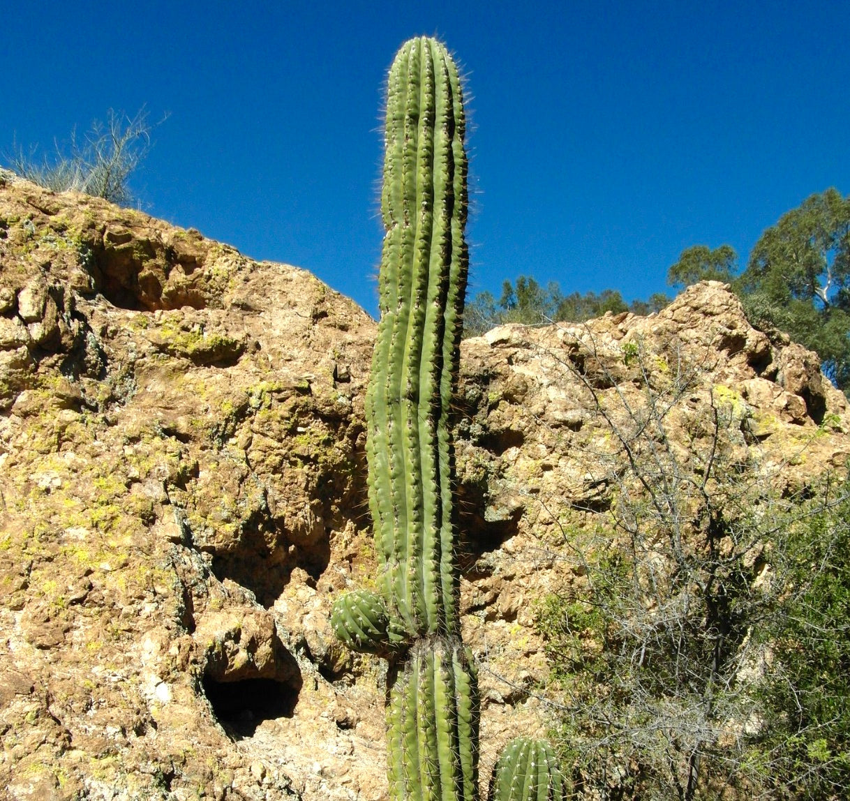 Trichocereus terscheckii tall columnar cactus with prominent ribs and sharp spines in rocky habitat