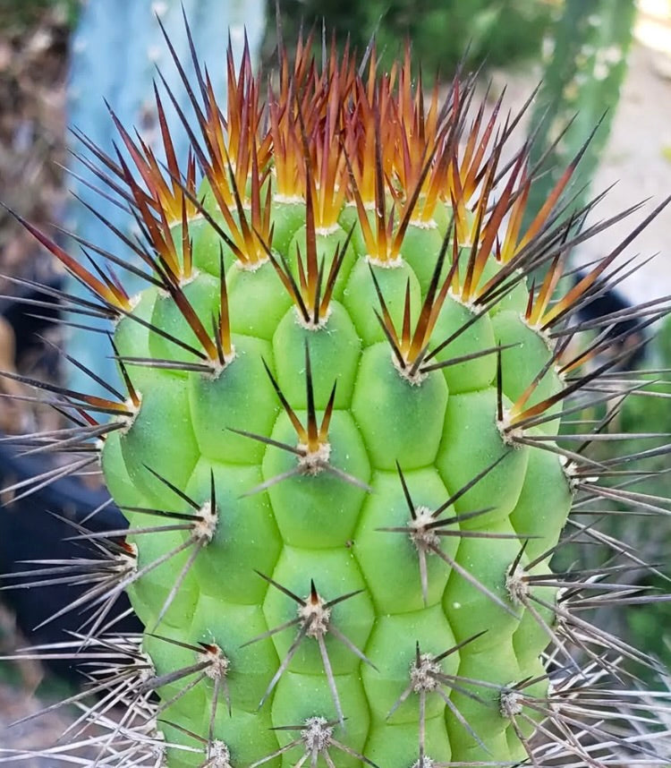Semi di Trichocereus thelegonus