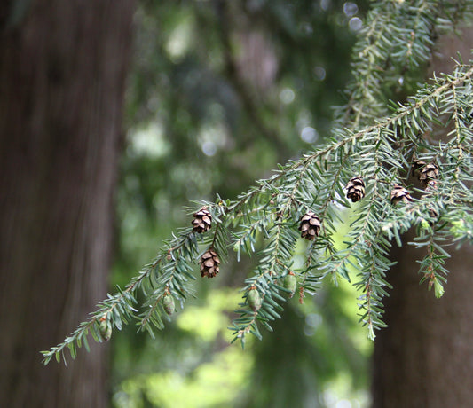 Tsuga heterophylla evergreen conifer branch with green needles and brown cones