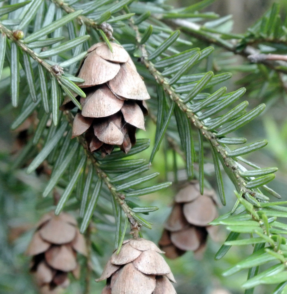 Tsuga heterophylla evergreen branches with green needles and brown seed cones close-up