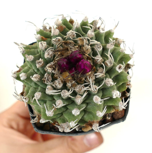 Turbinicarpus alonsoi AMAZING SPECIMENT