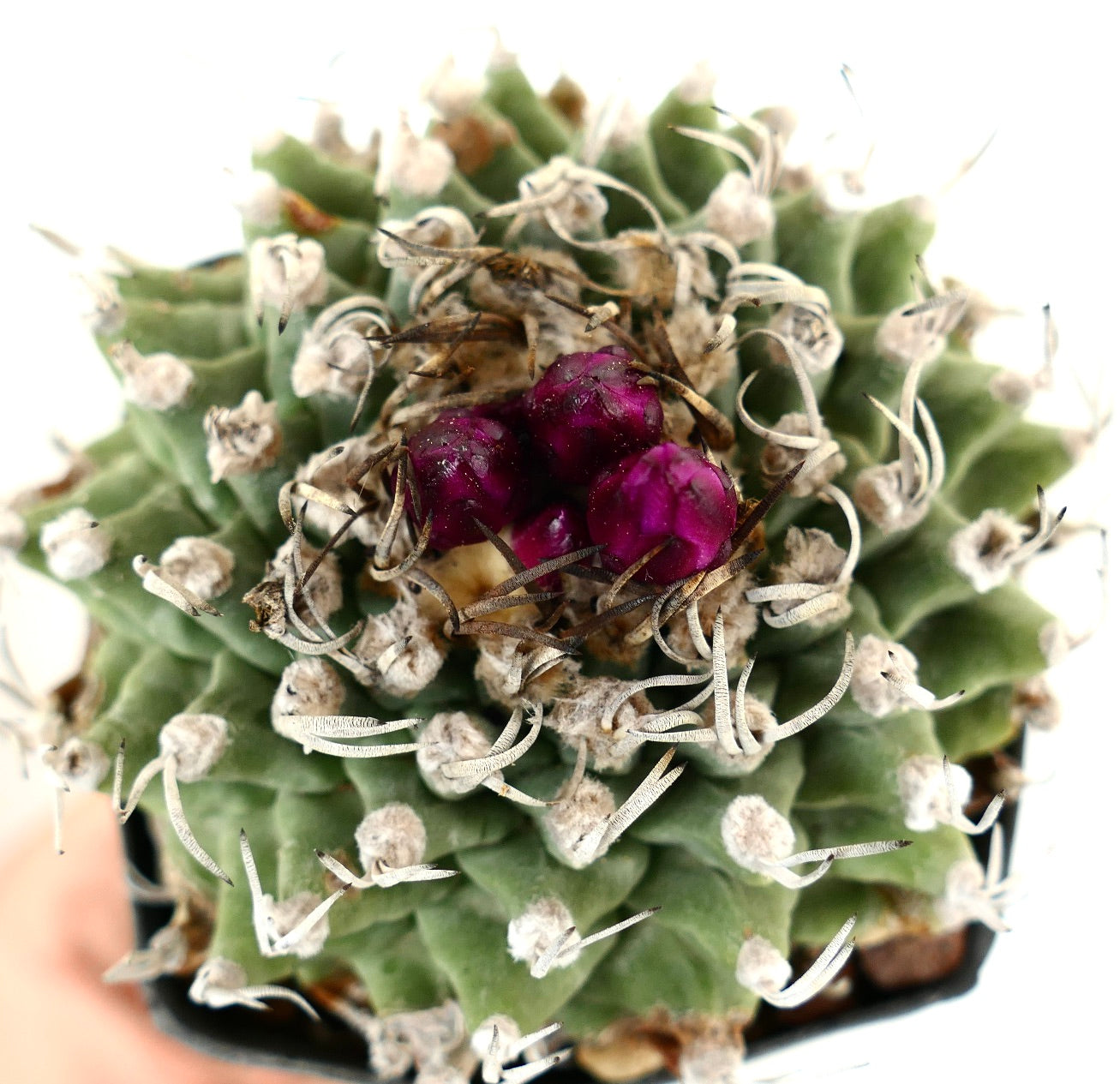 Turbinicarpus alonsoi AMAZING SPECIMENT