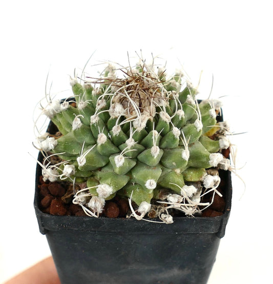 Turbinicarpus alonsoi BIG OLD PLANT