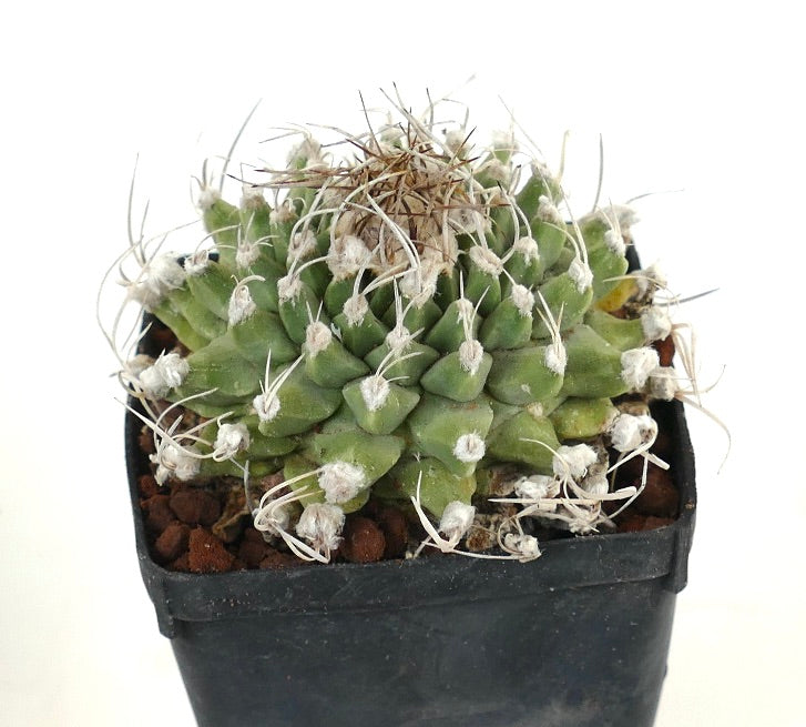 Turbinicarpus alonsoi BIG OLD PLANT