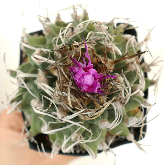 Turbinicarpus alonsoi OWN ROOTS NEVER GRAFTED