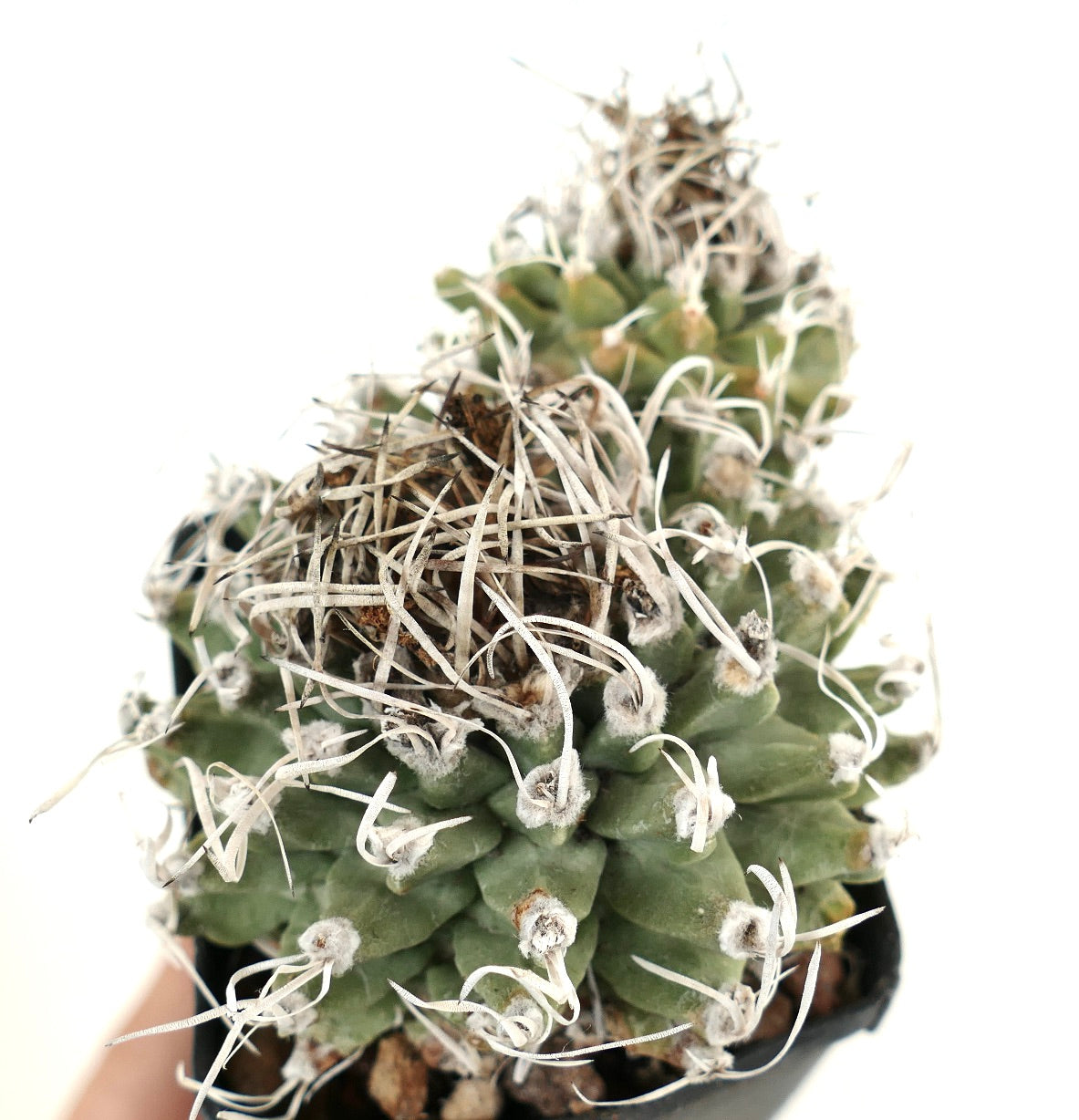 Turbinicarpus alonsoi SELECTED 2 HEADS