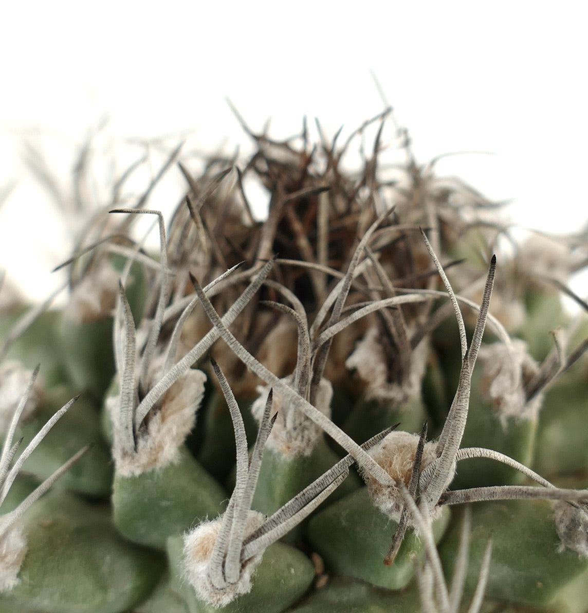 Turbinicarpus alonsoi SELECTED SINGLE HEAD