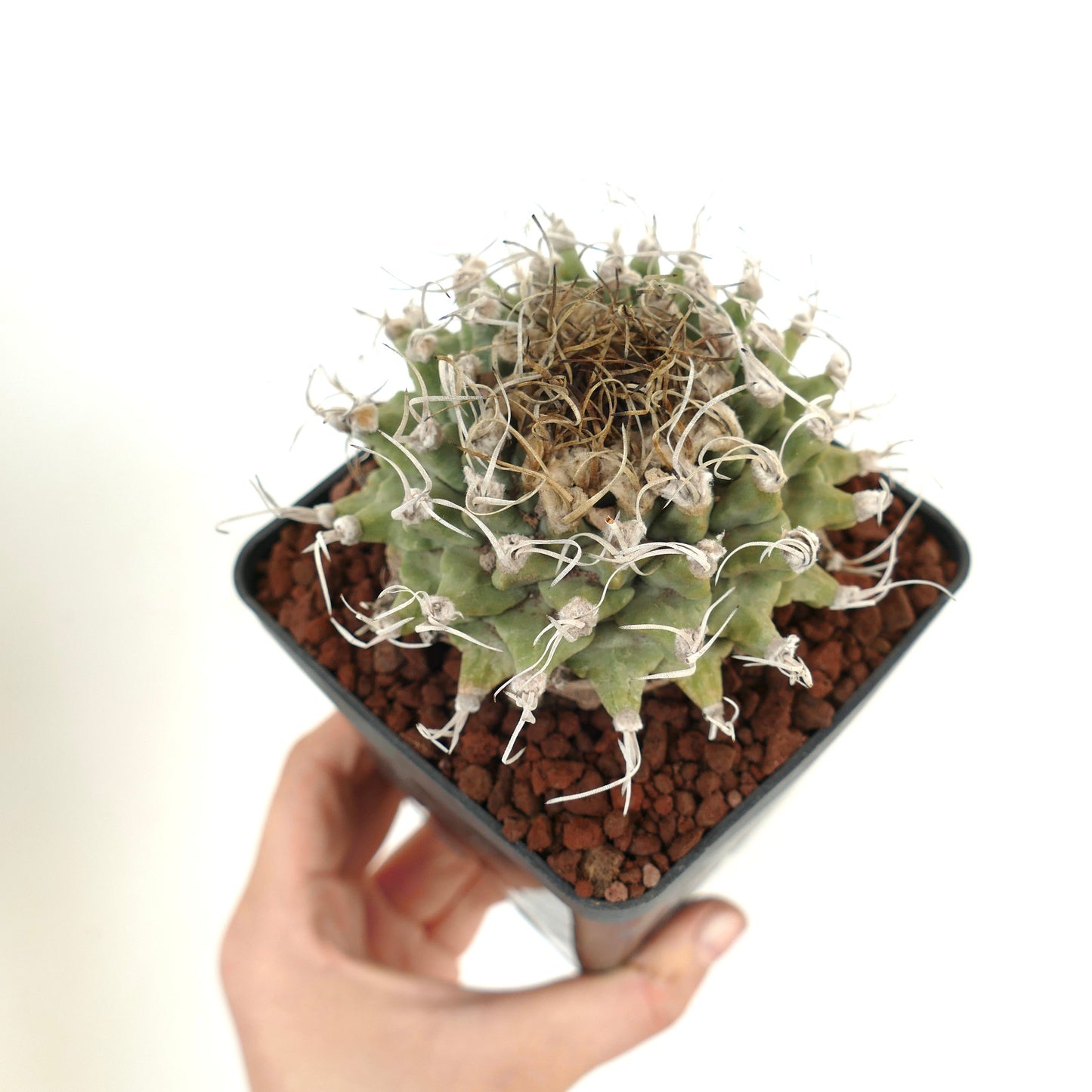 Turbinicarpus alonsoi VERY BIG PLANT