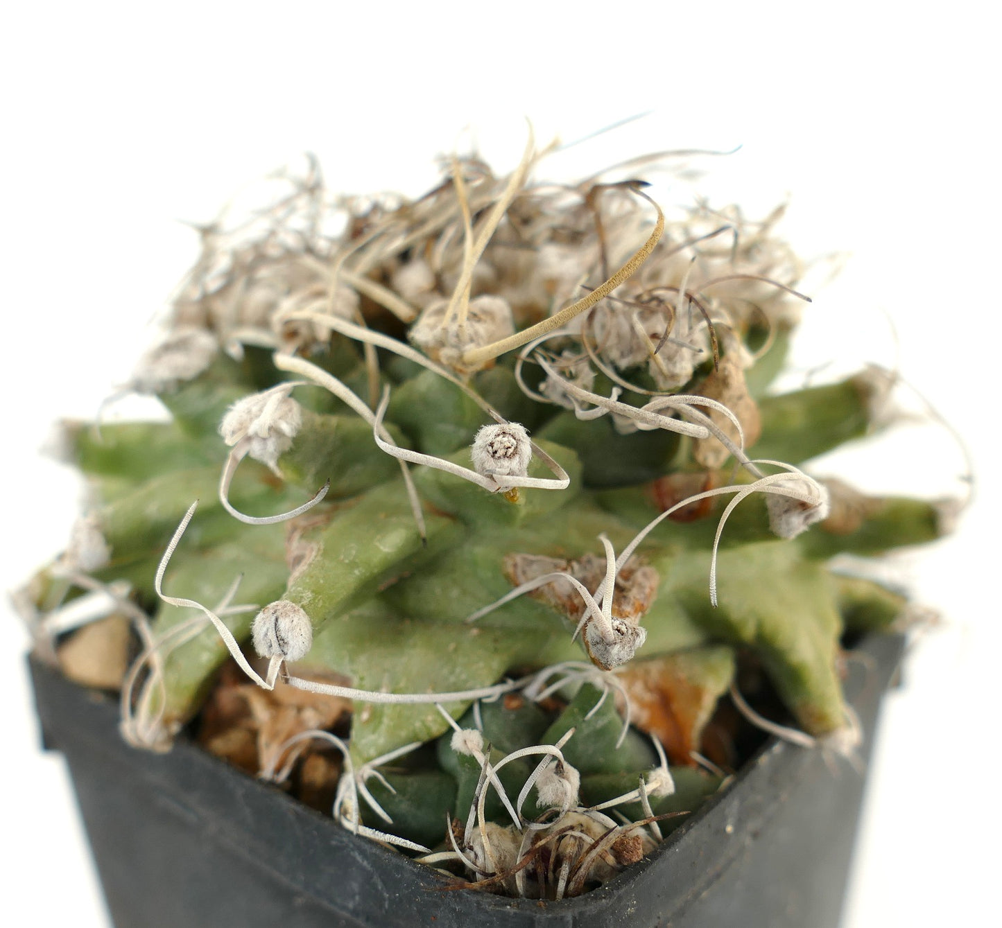 Turbinicarpus alonsoi VERY OLD PLANT FROM SEEDS