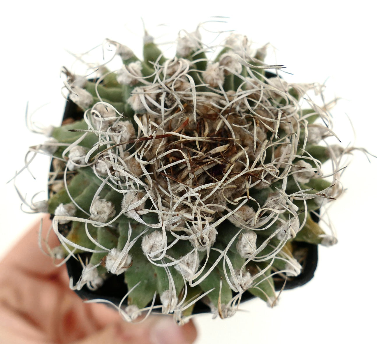 Turbinicarpus alonsoi VERY SPINY