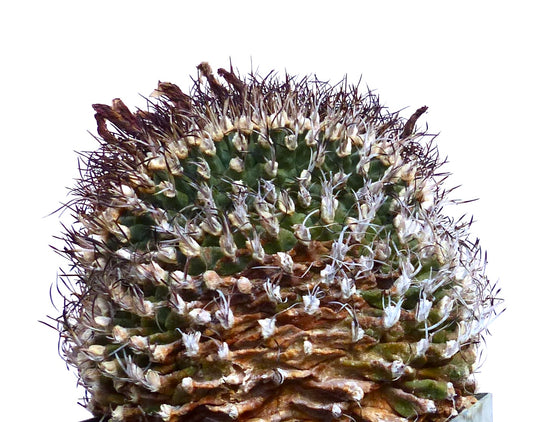 Semi crestati di Turbinicarpus alonsoi
