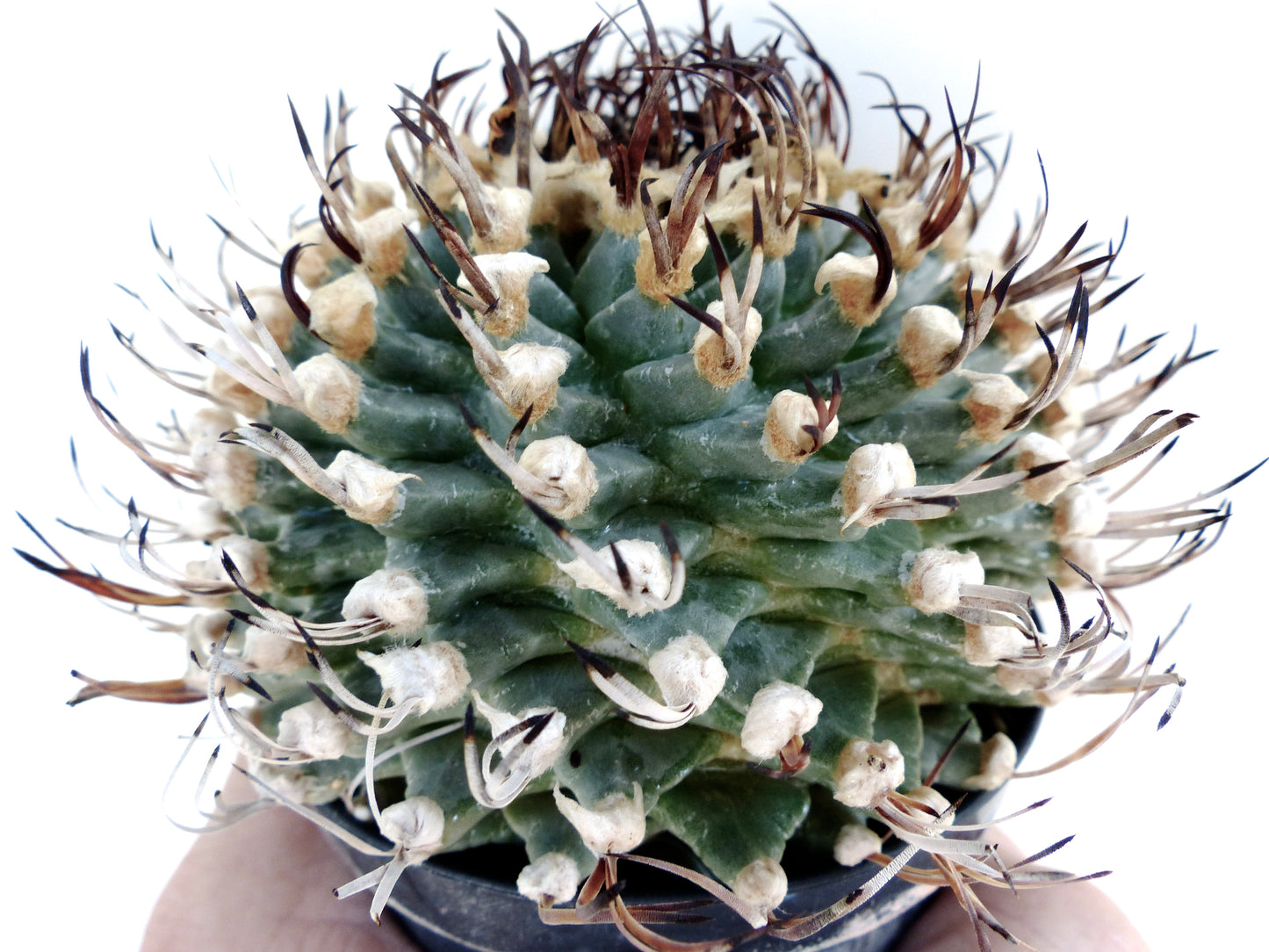 Turbinicarpus alonsoi SPIRALIS FRØ