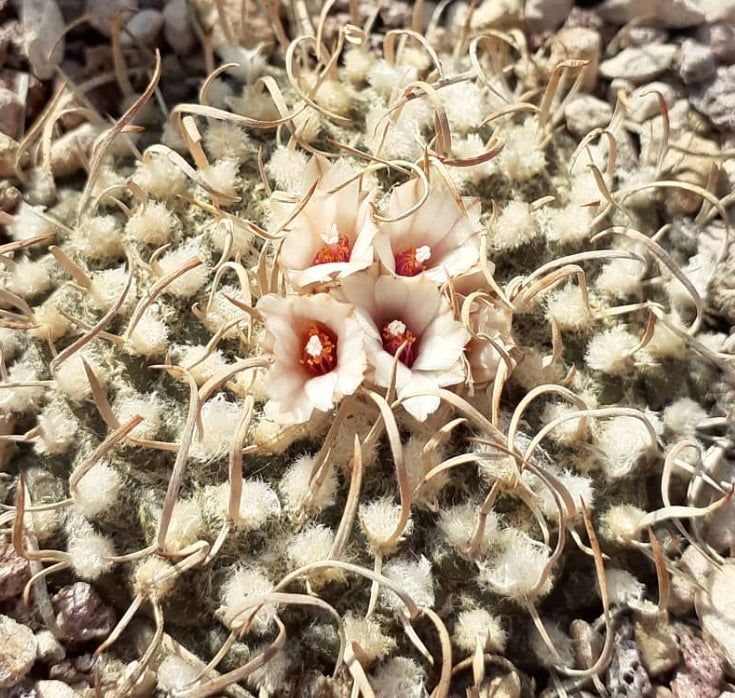 SEMI di Turbinicarpus bonatzii