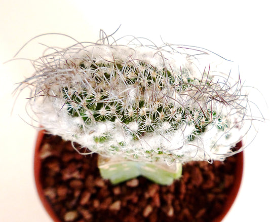 Turbinicarpus dickisoniae sjelden kamkaktus med tett hvitt ull og lange pigger i potte