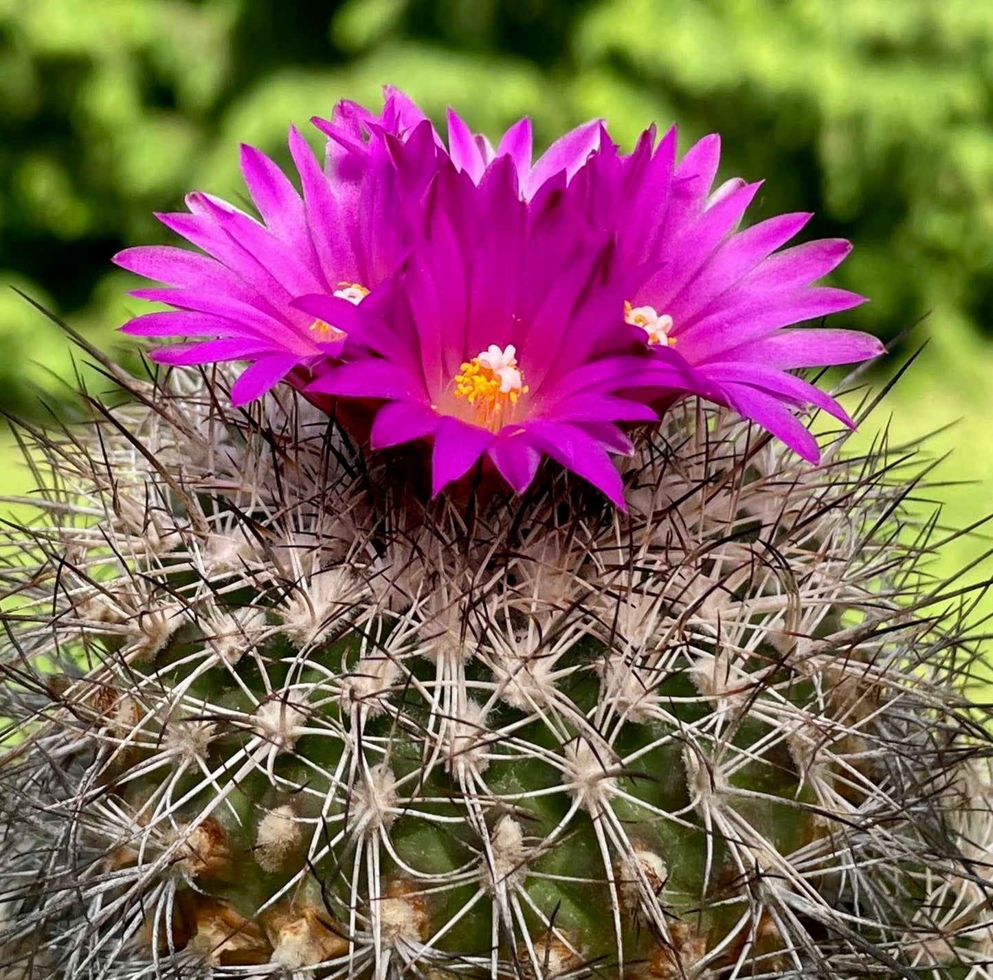 Turbinicarpus horripilus-kaktus med tette hvite pigger og livfulle magentafargede blomster i blomst
