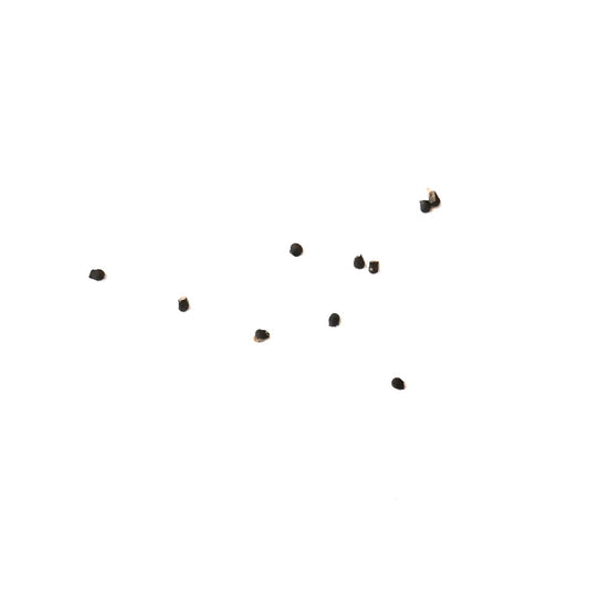 Turbinicarpus longispinus cactus seeds scattered on white background