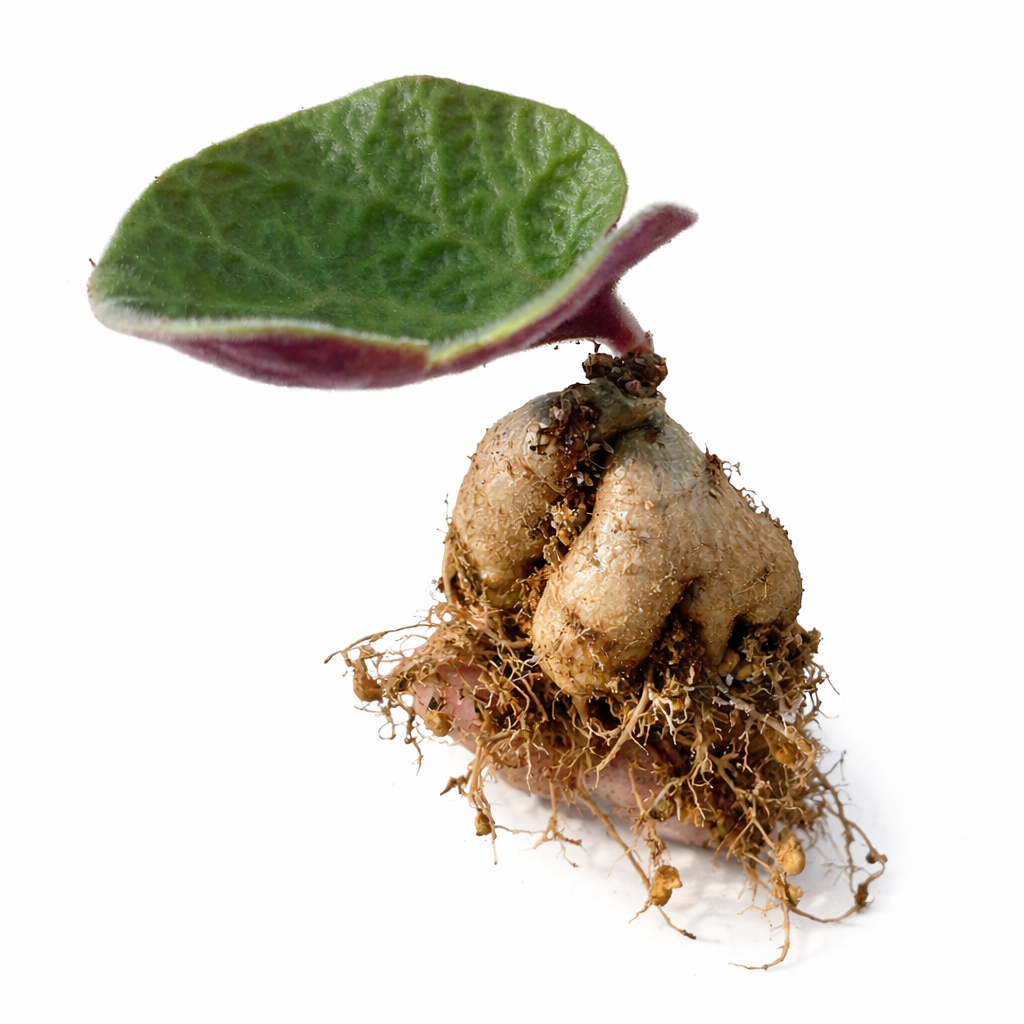 Tylecodon singularis succulent caudex met enkel groen blad en blootliggende wortels