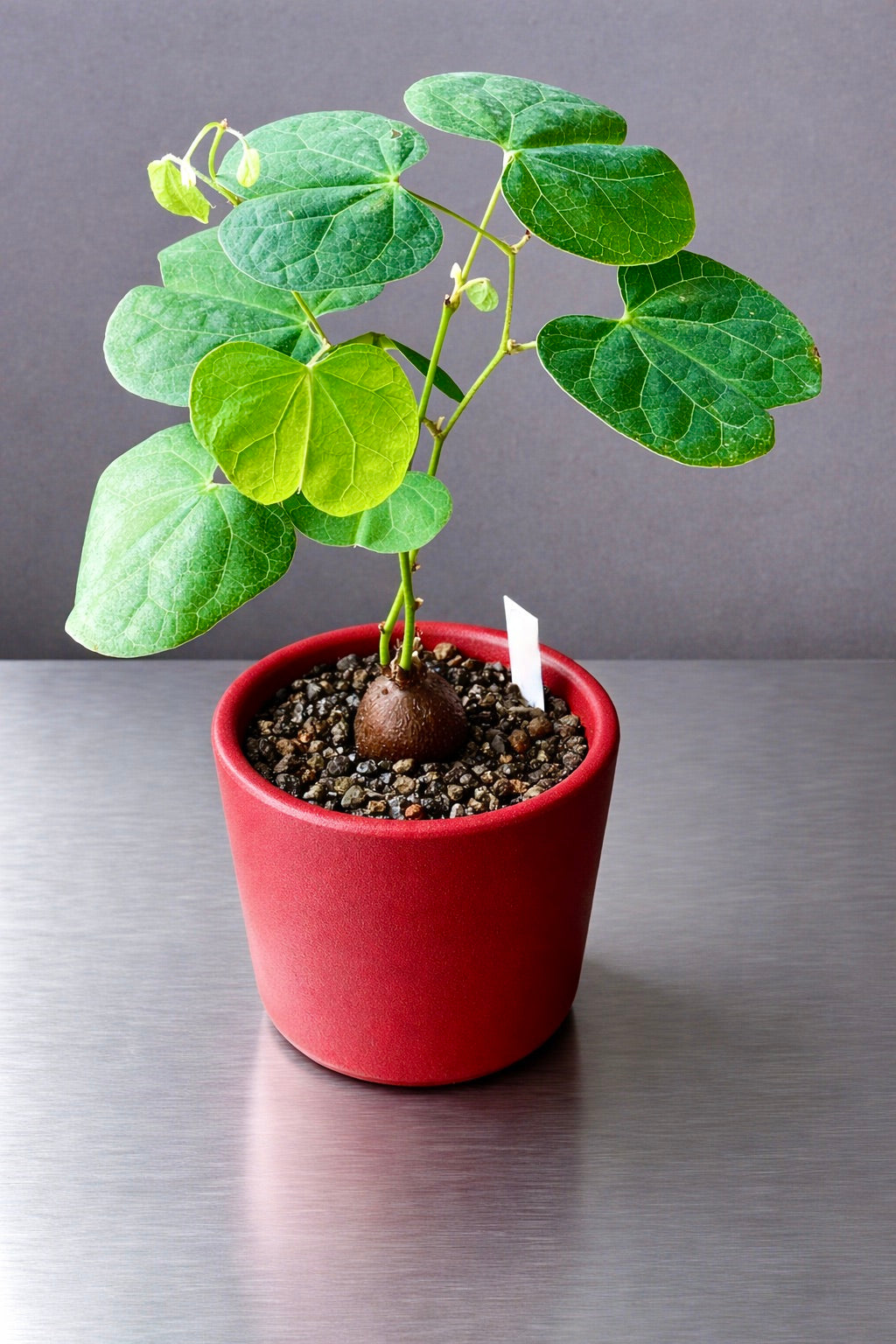 Jeune plante Tylosema fassoglense avec des feuilles vertes en forme de cœur dans un pot rouge
