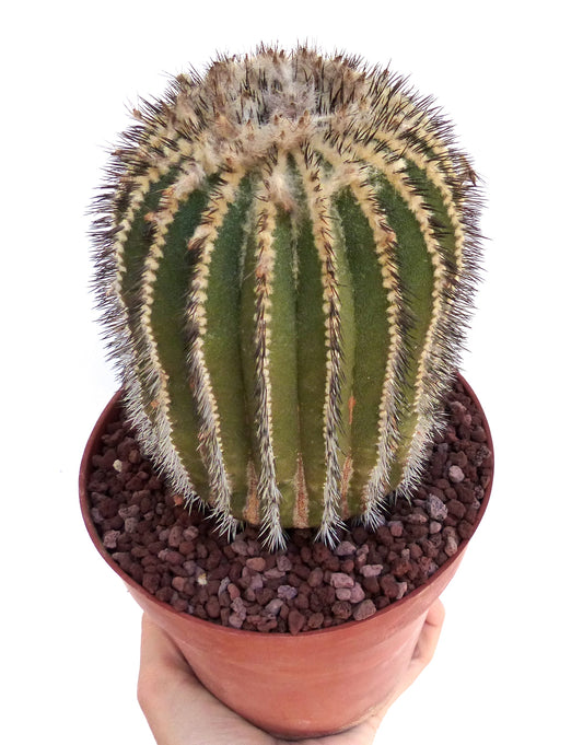 Uebelmannia pectinifera HU106 SEEDS