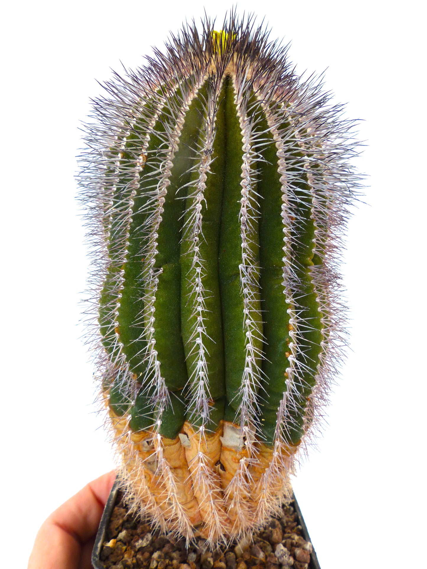 Uebelmannia pectinifera var. multicostata HU362 SEEDS