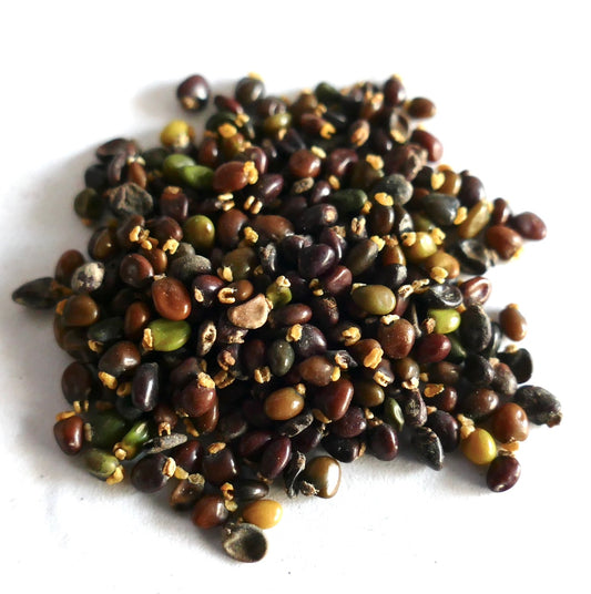 Ulex europaeus small multicolored seeds scattered on white background