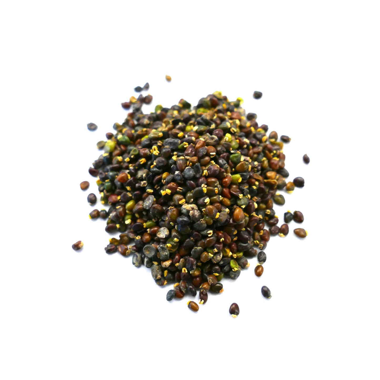 Ulex europaeus SEEDS