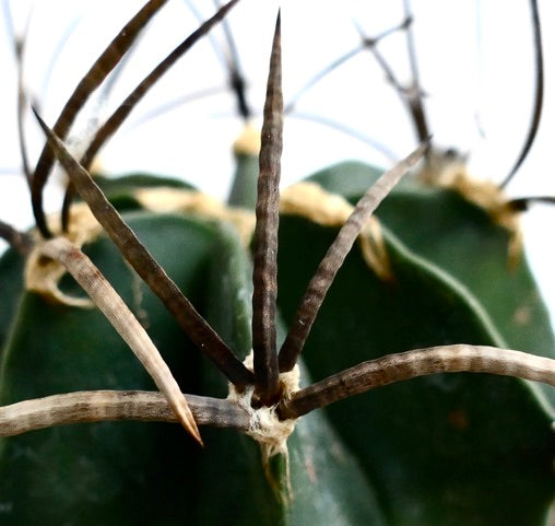 Astrophytum capricorne var. minor rare cactus with long textured spines and dark green ribs close-up