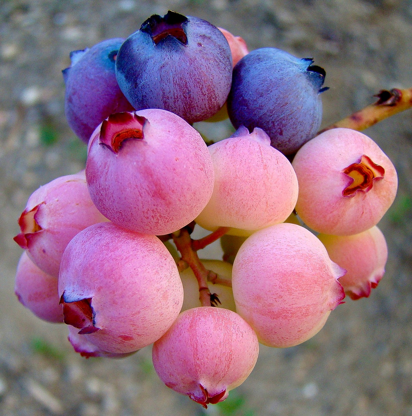 Bayas maduras y sin madurar de Vaccinium corymbosum, agrupadas y carnosas, con piel suave, primer plano