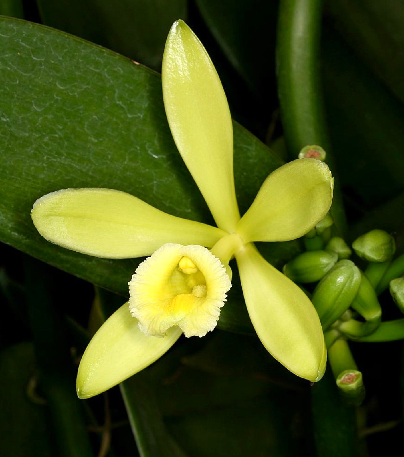 Vanilla planifolia yellow orchid flower with smooth petals and green buds