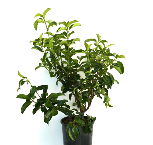 Viburnum tinus plant in a black plastic pot, showing dense, upright branches with glossy dark green oval leaves against a white background.