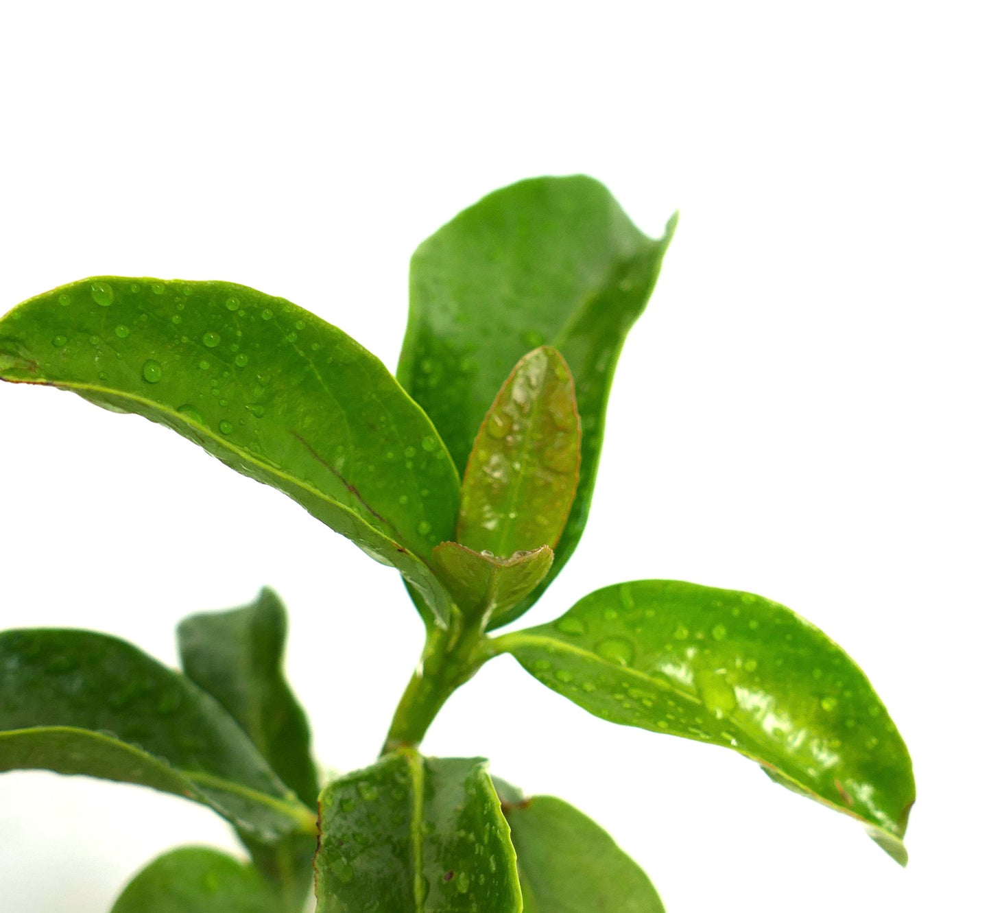 Close-up of Viburnum tinus leaves with visible water droplets, highlighting their smooth texture and vibrant green color.