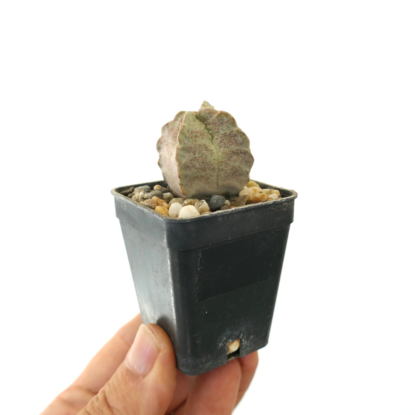 Whitesloanea crassa small rare succulent with thick, textured leaves in black pot
